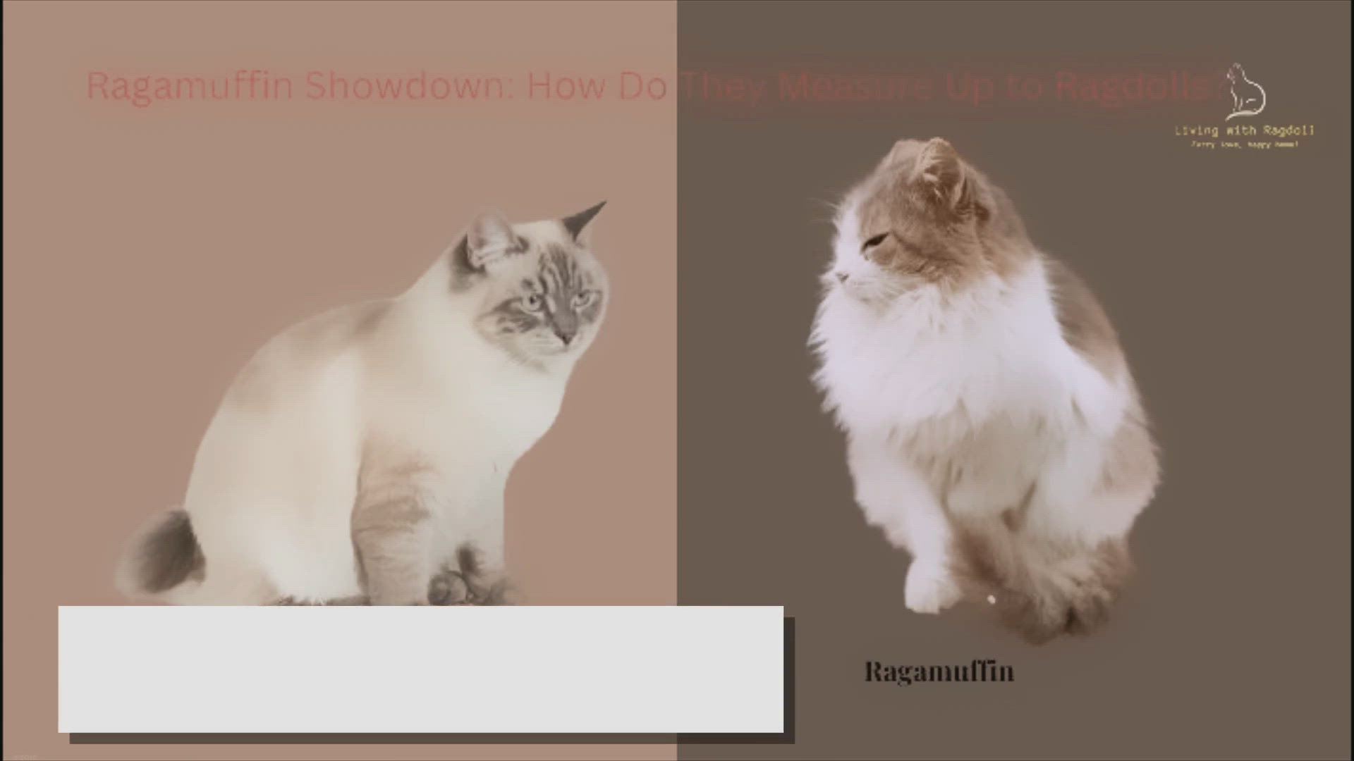 'Video thumbnail for Ragamuffin Showdown: How Do They Measure Up to Ragdolls?'