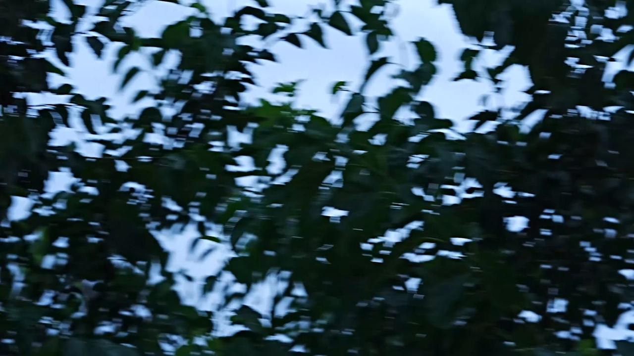 Video thumbnail for US: Mockingbirds drive off hawk in aggressive nest defense in New York.