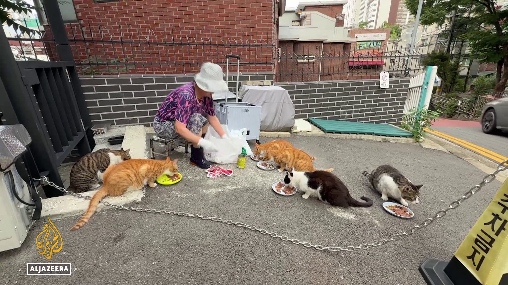 Video thumbnail for South Korea’s stray cats: As numbers grow, debate over culls gets louder