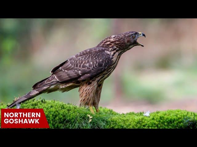 Video thumbnail for Hawks in Wisconsin: Winged Sentinels of the Badger State