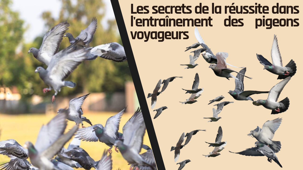 Video thumbnail for Les secrets de la réussite dans l'entraînement des pigeons voyageurs