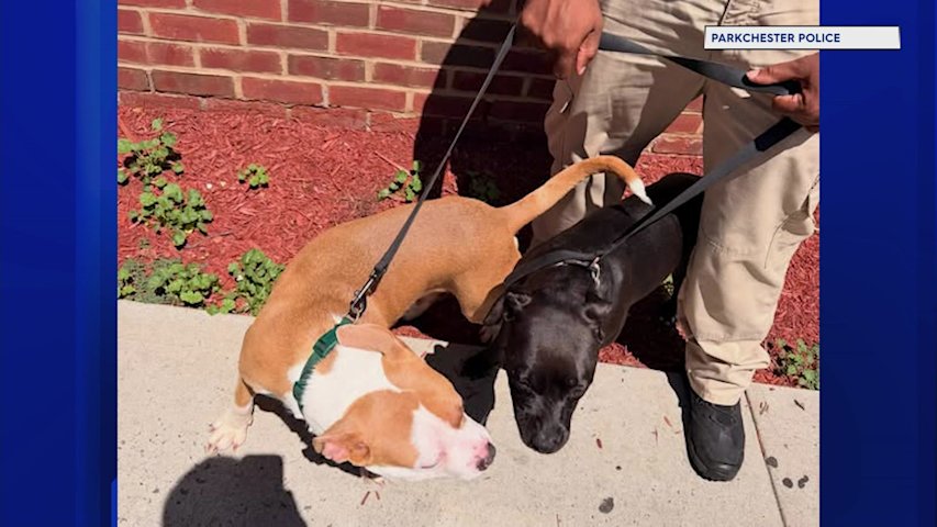 Video thumbnail for Man arrested, dogs removed from home on animal cruelty allegations