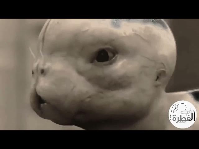 Video thumbnail for سيطرة الكائنات الفضائية والرماديين في جوف الأرض على البشر   هل يمكن ذلك ؟