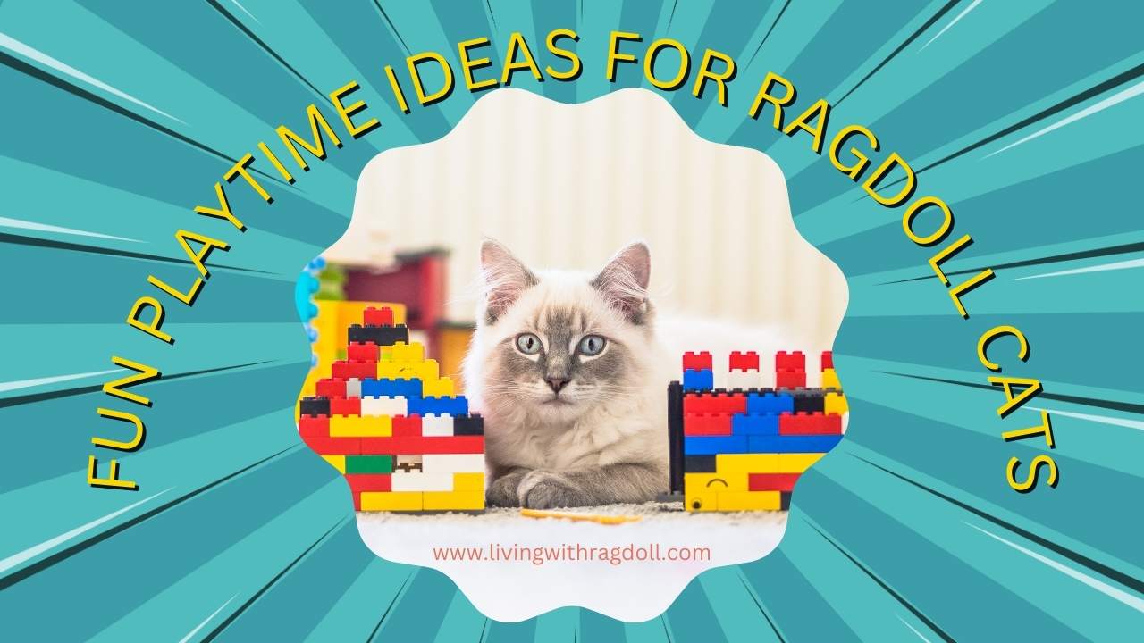 'Video thumbnail for Fun Playtime Ideas for Ragdoll Cats'