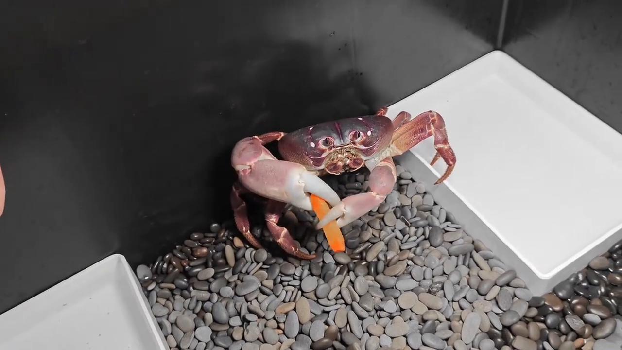 Video thumbnail for China: Pet crab interacts with its owner.