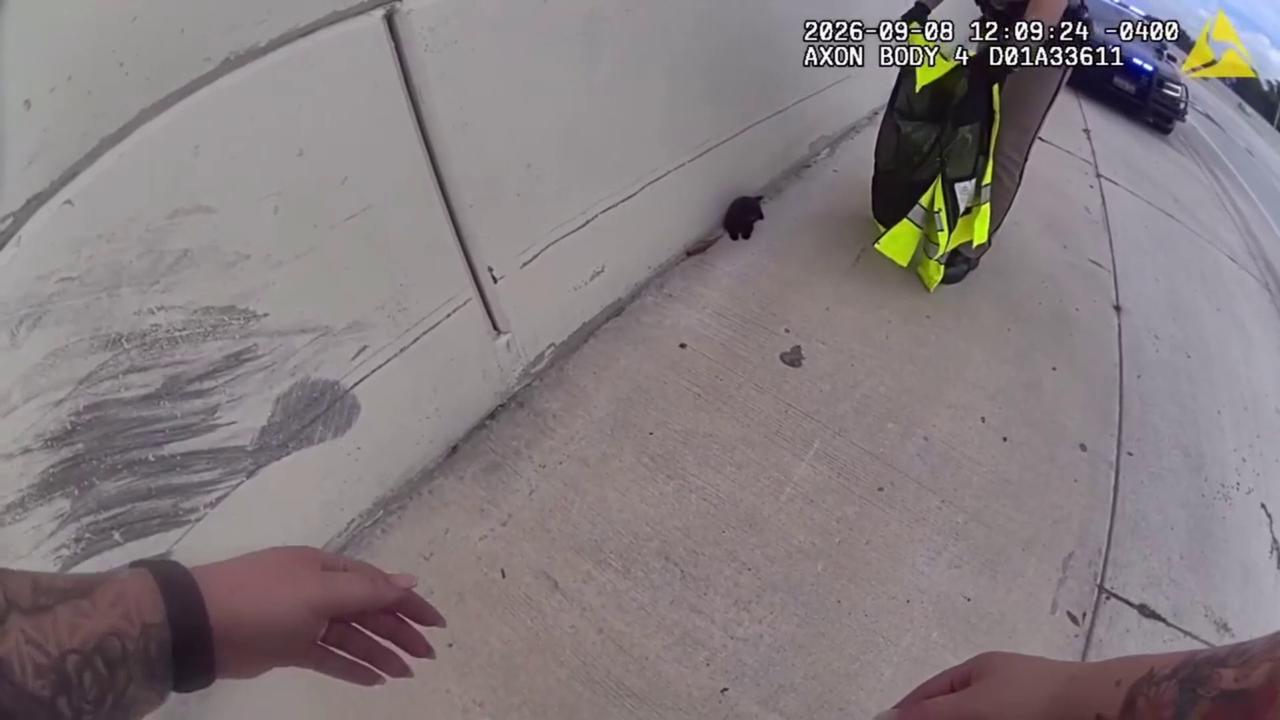 Video thumbnail for US: 5-Week-Old Kitten Rescued From Traffic On Busy Florida Interstate.