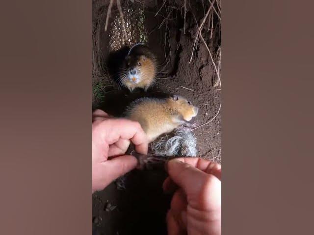 Video thumbnail for Hands Peeling Netting in a Tight Forest Den Close