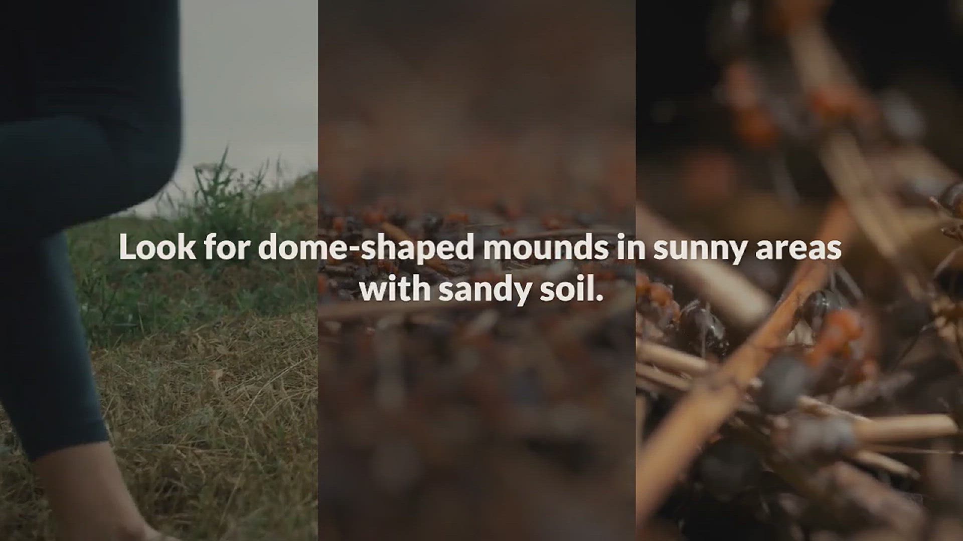 'Video thumbnail for How to Get Rid of Fire Ants'