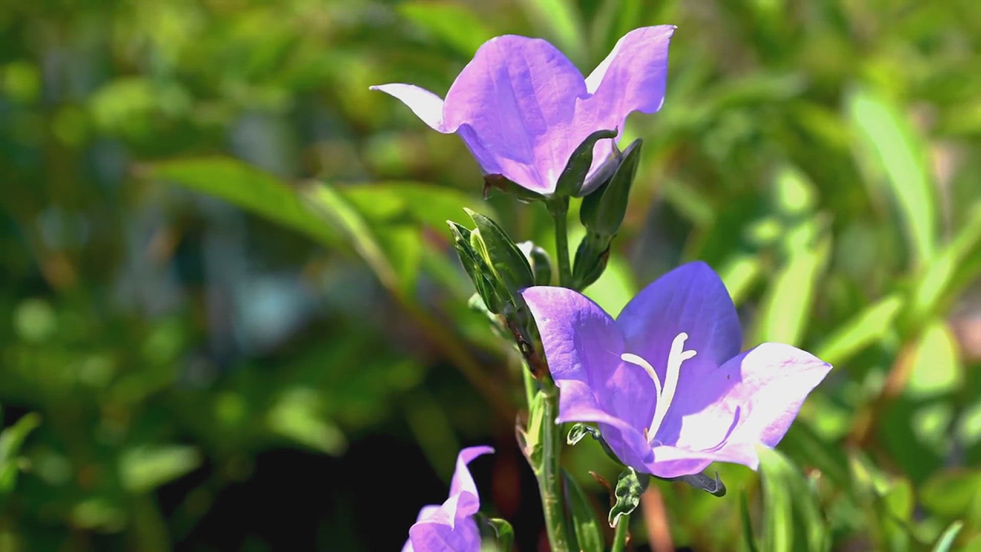 'Video thumbnail for How to Grow Virginia Bluebells'