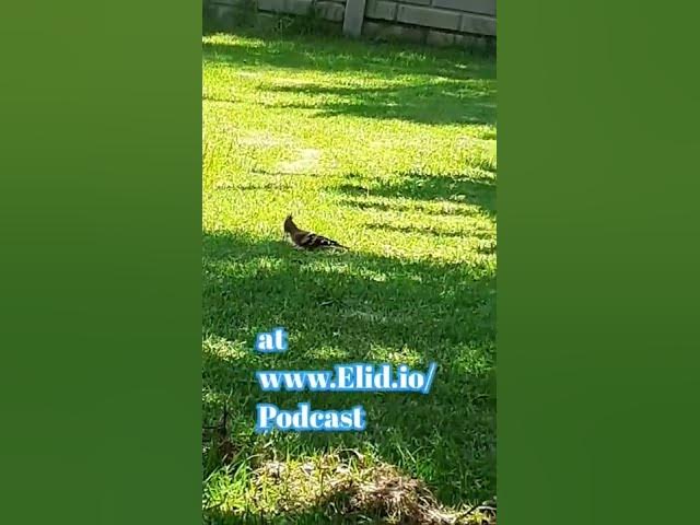 Video thumbnail for I did a funny podcast about woodpeckers.