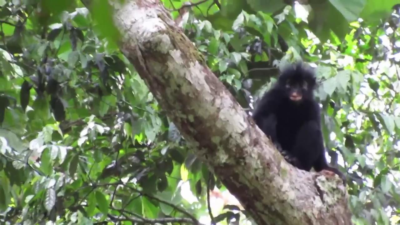 Video thumbnail for Democratic Republic of the Congo: New Monkey Species With Striking Orange Lips Discovered In Congo Forests.