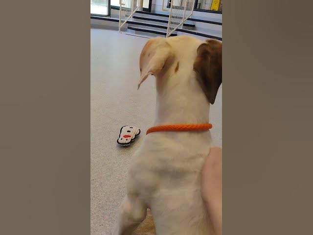 Video thumbnail for Volunteering at the Toronto Animal Service #puppy #pitbull #labrador #cute