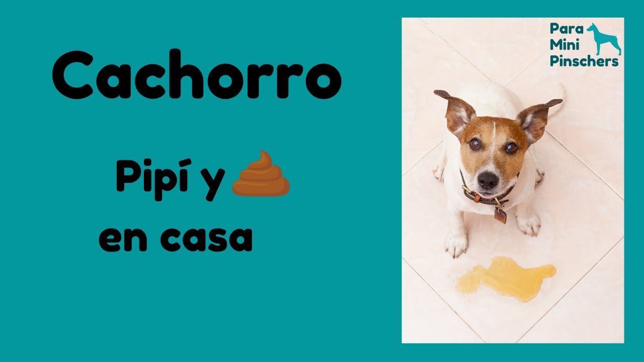 Video thumbnail for Cómo evitar que tu cachorro mini pincher haga pipi y caca en casa 💩😓