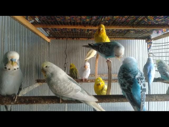 Video thumbnail for Trainiere deinen Wellensittich in nur 3 Minuten – So geht's! ⏱️💡