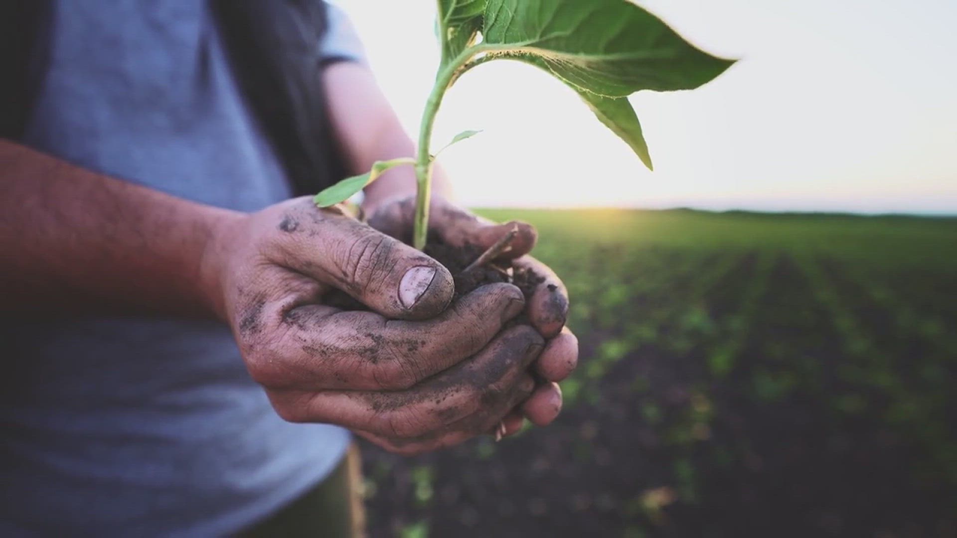 'Video thumbnail for How to Harden Off Seedlings in Your Garden'