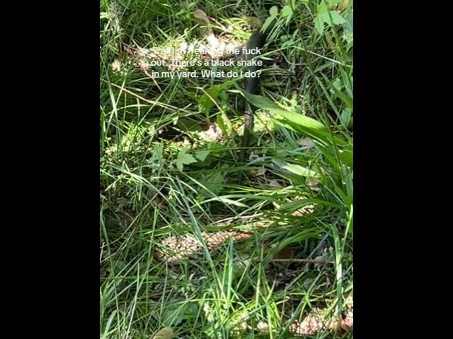 Video thumbnail for So I found this black snake in my yard #snake #watchoutforsnakes #gardening #comment #garden ￼