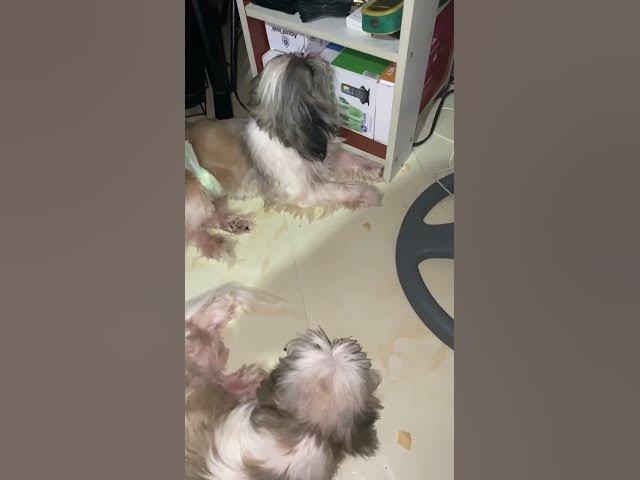 Video thumbnail for Poor Chummy, Lala Wants To Take All The Treats.