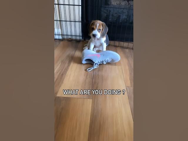 'Video thumbnail for #dog #beagle #beaglebreed #puppy #beaglepup #beagledog #pets #beagleworld #dogbreed #cute #funny'