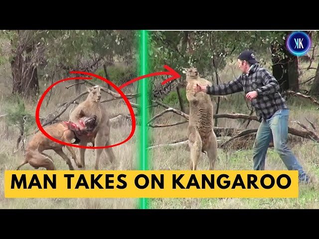 Video thumbnail for Man Does What He Needs To When A Kangaroo Comes For His Dog