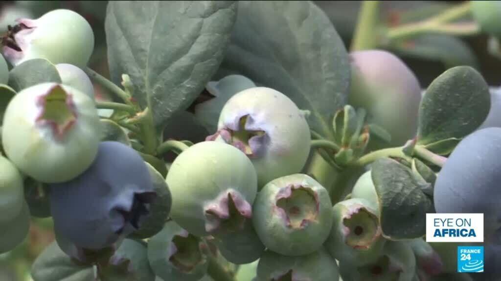 Video thumbnail for Zimbabwe blueberries: Europe is a 'key export market'