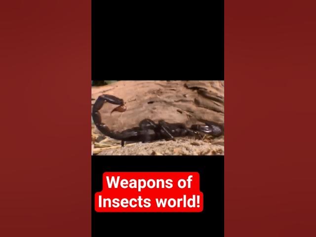 Video thumbnail for 27 October 2025