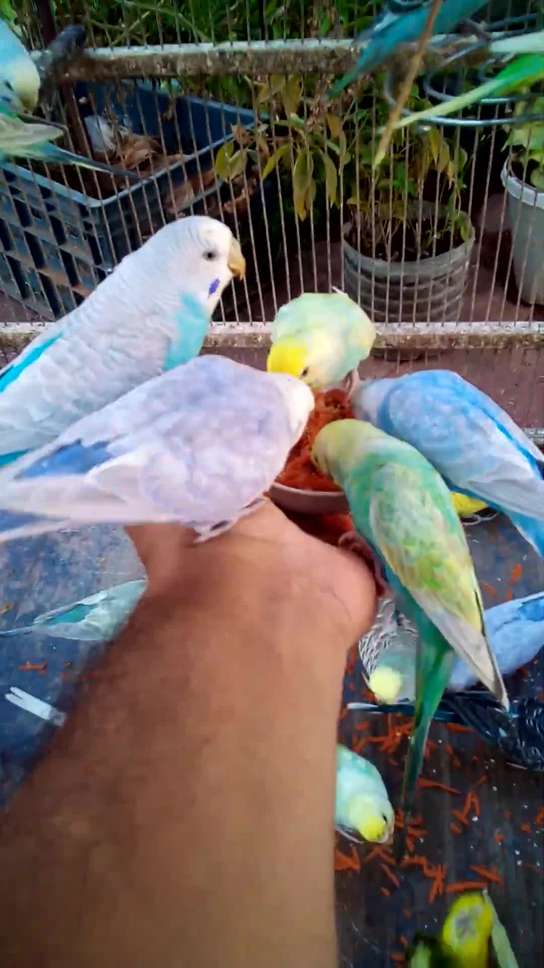 'Video thumbnail for This Amazon bird toy is SO COOL#birds#parrot #birdslover #budgis #lovebirds #budgiegar #cute #health'