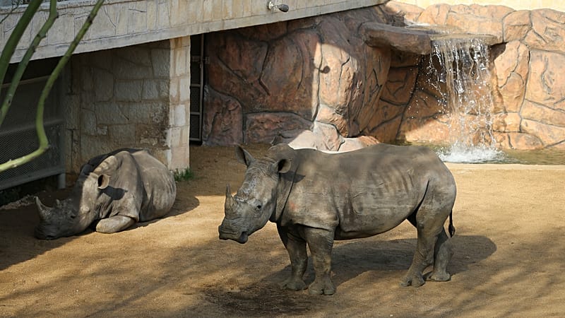 Video thumbnail for Cotswold park welcomes Markus, a rare white rhino calf