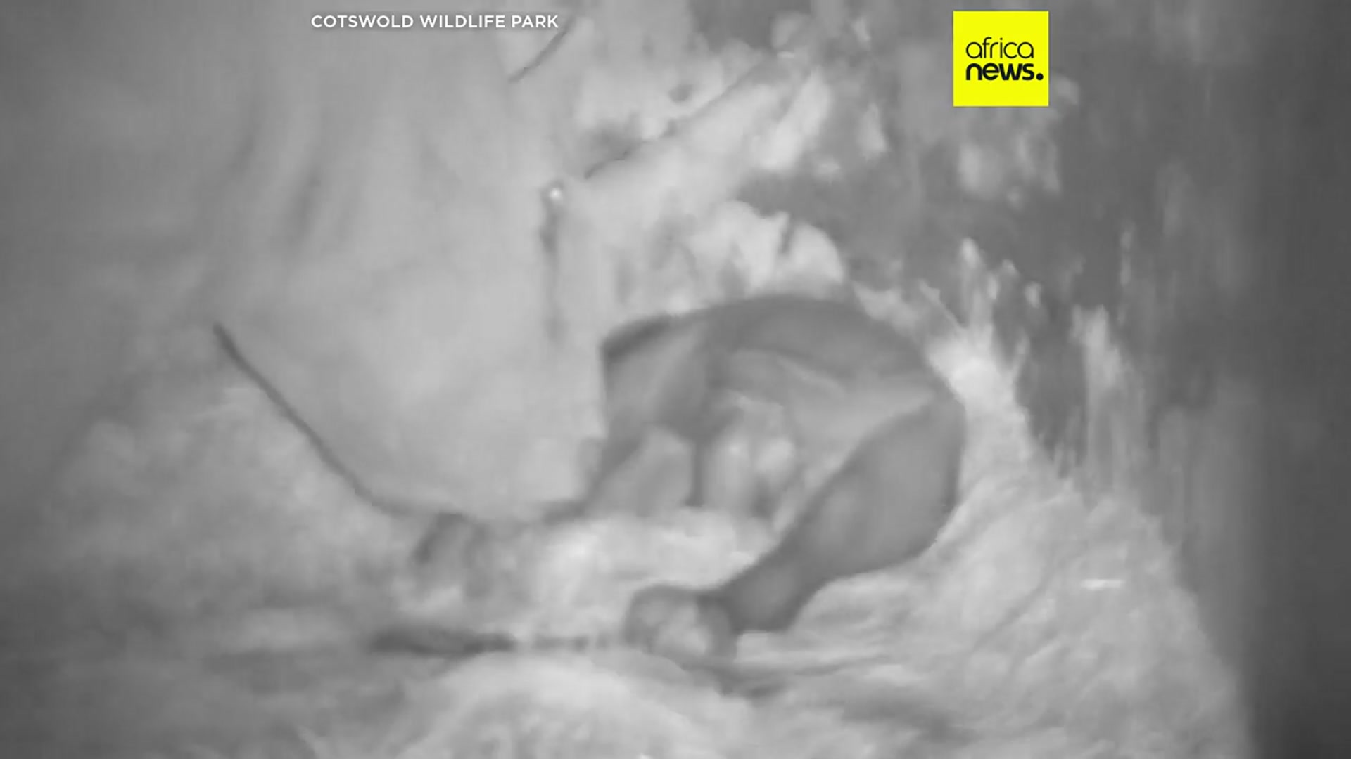 'Video thumbnail for Cotswold park welcomes Markus, a rare white rhino calf'