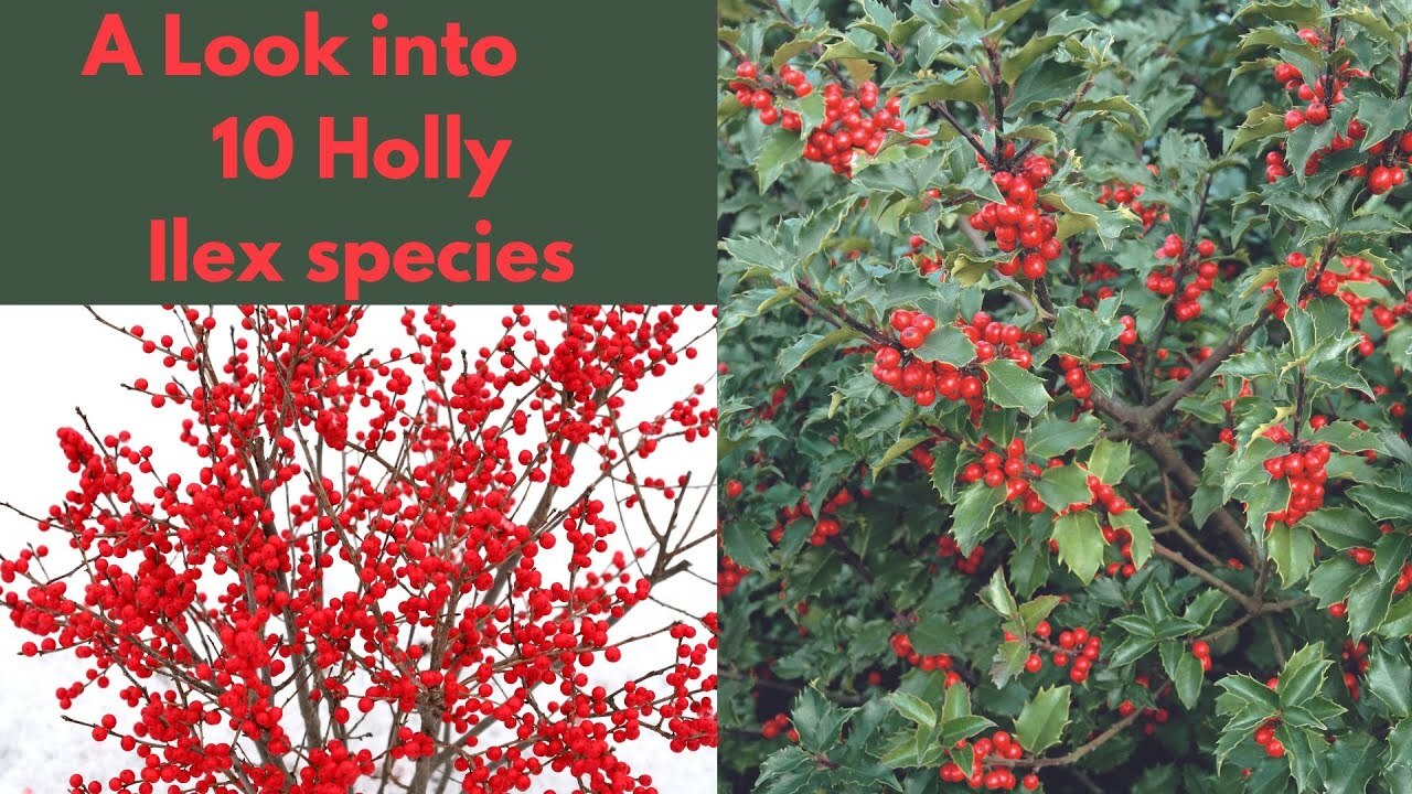 Video thumbnail for Holly Shrubs & Trees - Ilex species - Deep Dive into this Genus