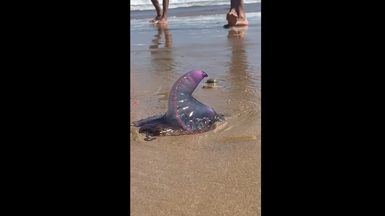 Video thumbnail for Portuguese Man o' War Spotted on Playa La Franca Beach, Spain