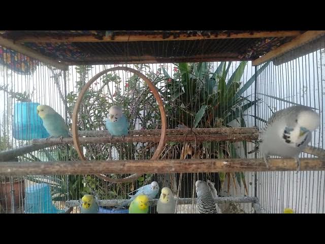 Video thumbnail for Smukke nordiske fugle for afslapning ❄️🐦 #nordicbirds #petads