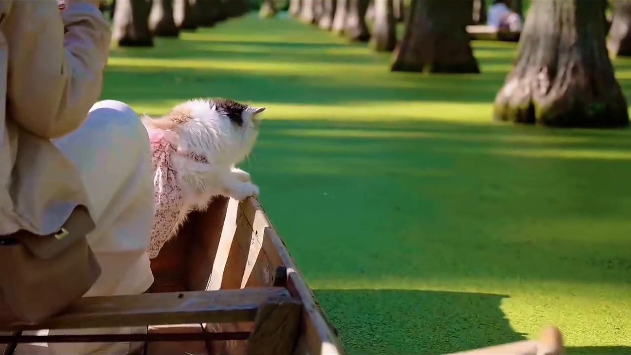 Video thumbnail for China: Chinese cat jumps into duckweed-covered water by mistake.