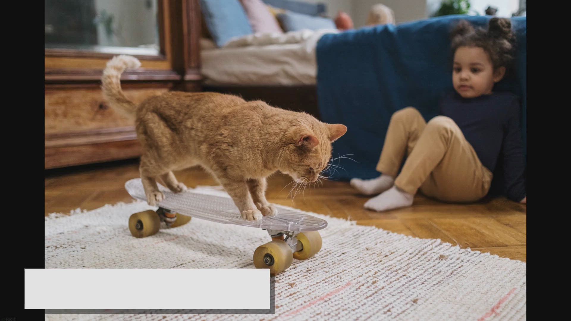 'Video thumbnail for Top Toys Every Ragdoll Cat Secretly Desires!'