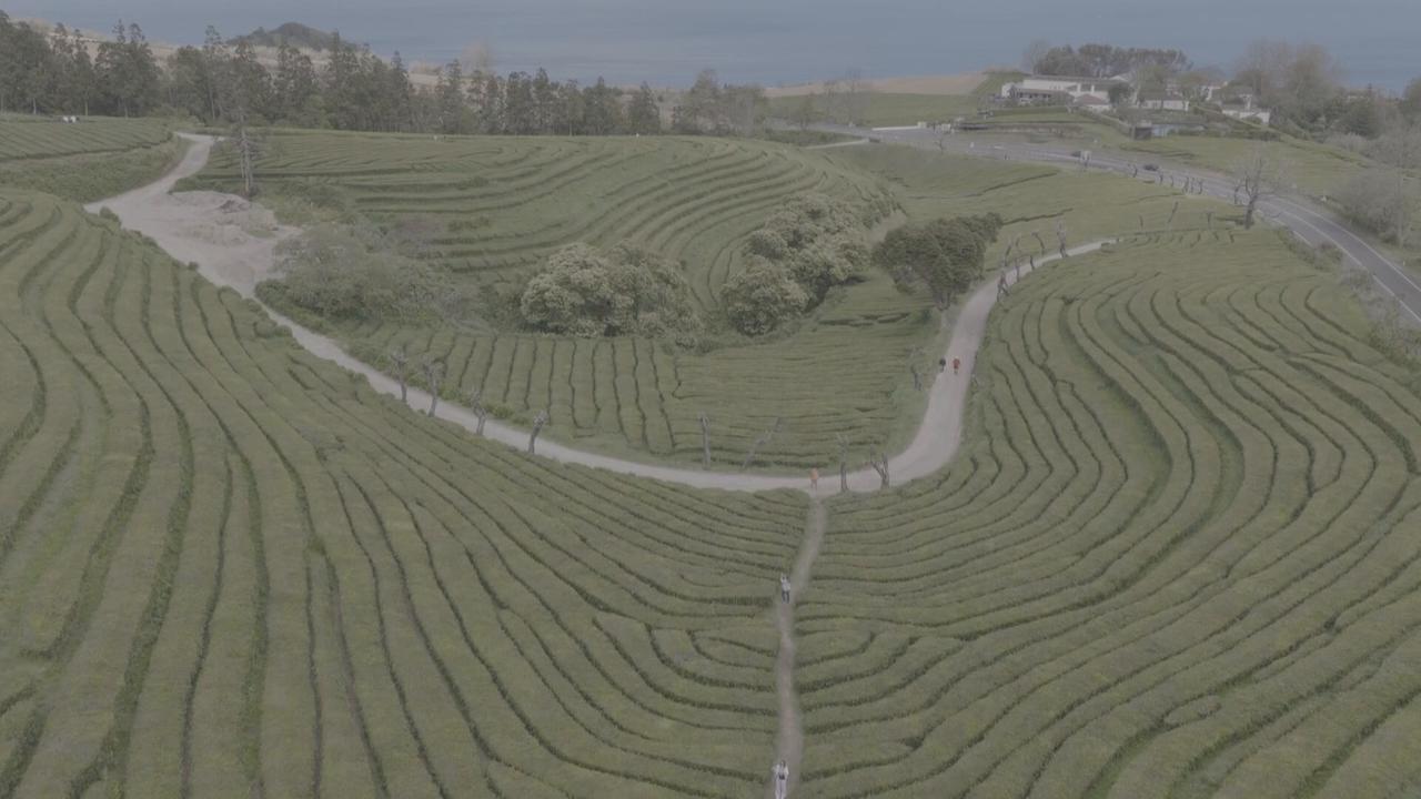Video thumbnail for Portugal: DRONE - Europe's oldest tea plantation continues to attract visitors in Portugal's Azores.