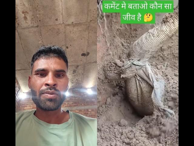 Video thumbnail for #love #trending #funny #lizard #trending #shorts