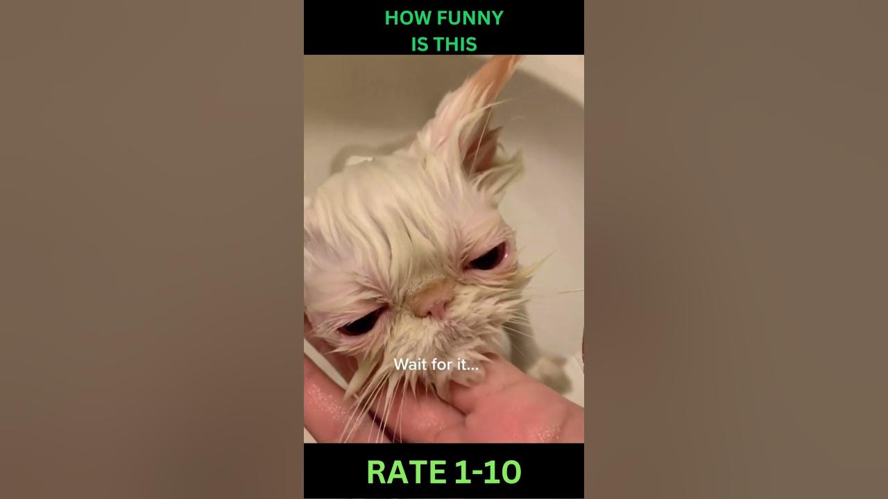 Video thumbnail for Funny Cat Shorts Meme