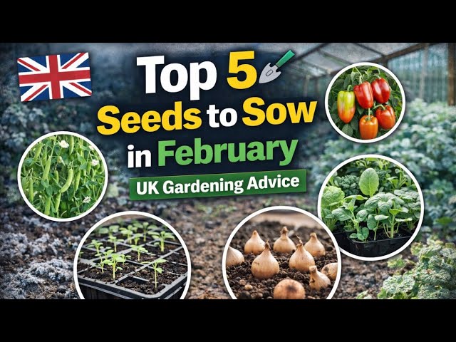 Video thumbnail for 🎥 🌱🌿 Top 5 Seeds to Sow in February | UK Gardening Advice