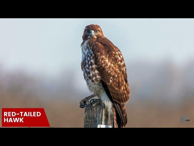 Video thumbnail for Hawks in Utah: Skyward Protectors of the Beehive State
