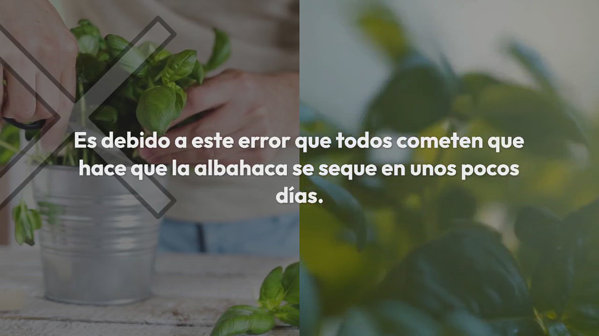 Video thumbnail for No cometa este error al cosechar albahaca: se seca en 7 días.