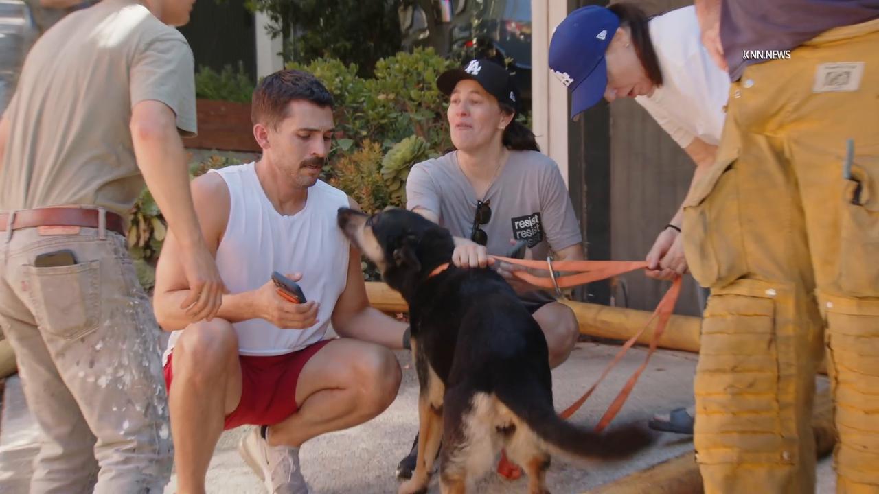 Video thumbnail for US, Los Angeles: Hollywood Hills Dogs Reunited with Owner After House Fire With Sound On Tape.