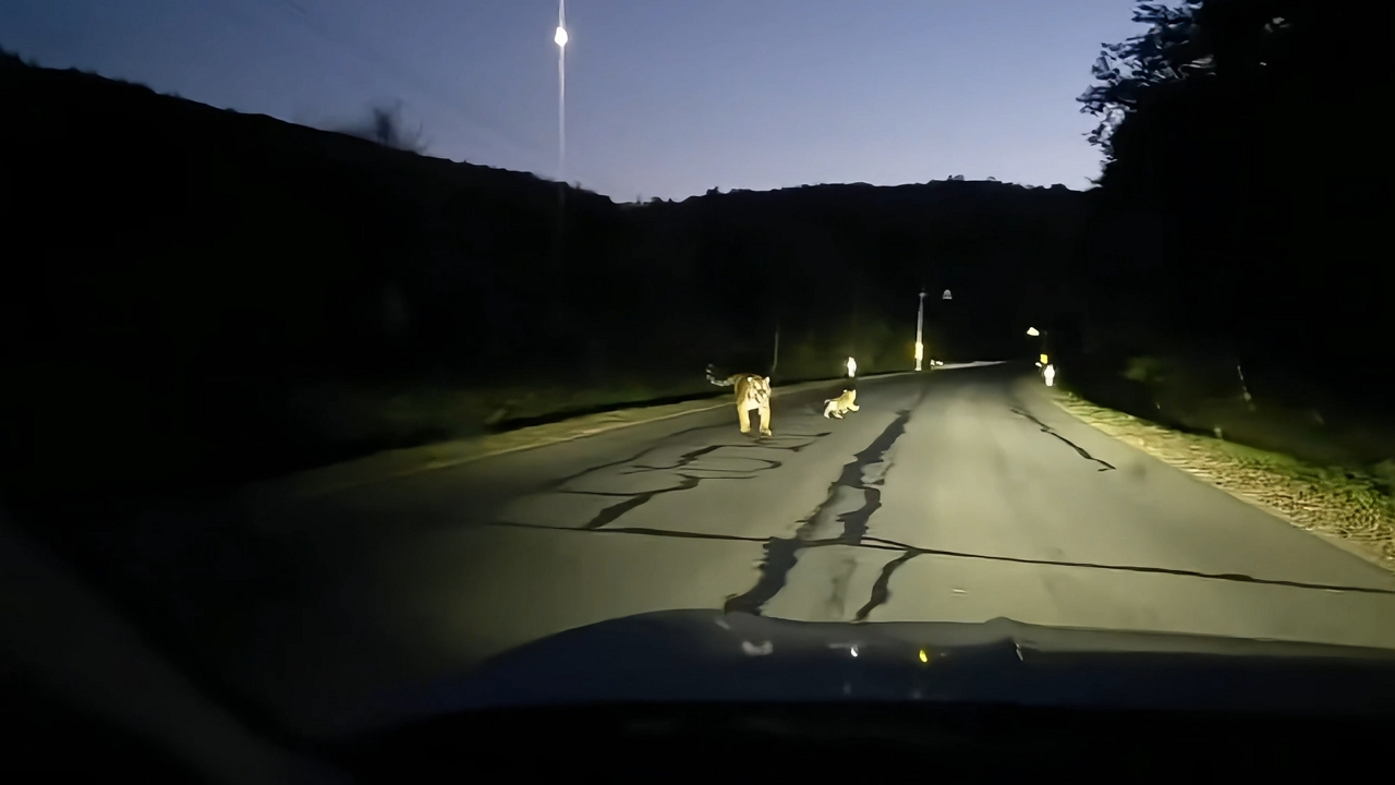 Video thumbnail for Siberian Tigers Walk Along Highway at Night in Jilin, China