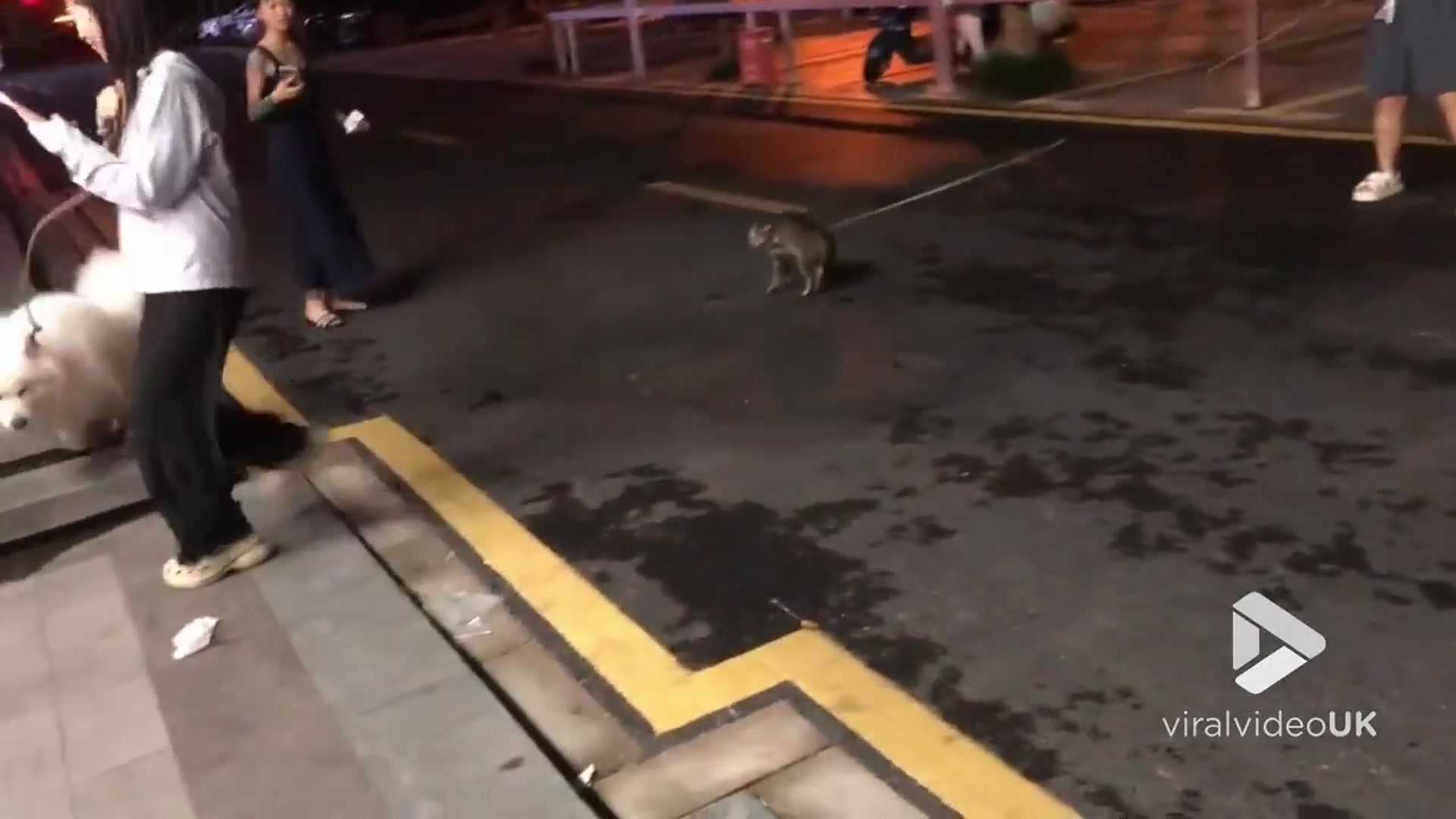 'Video thumbnail for VV5012 Tabby cat and Samoyed caught fighting on street'
