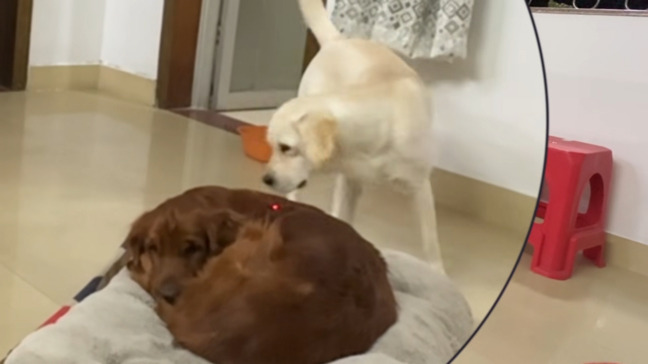 Video thumbnail for Playful Dog Chases Laser While Buddy Lounges