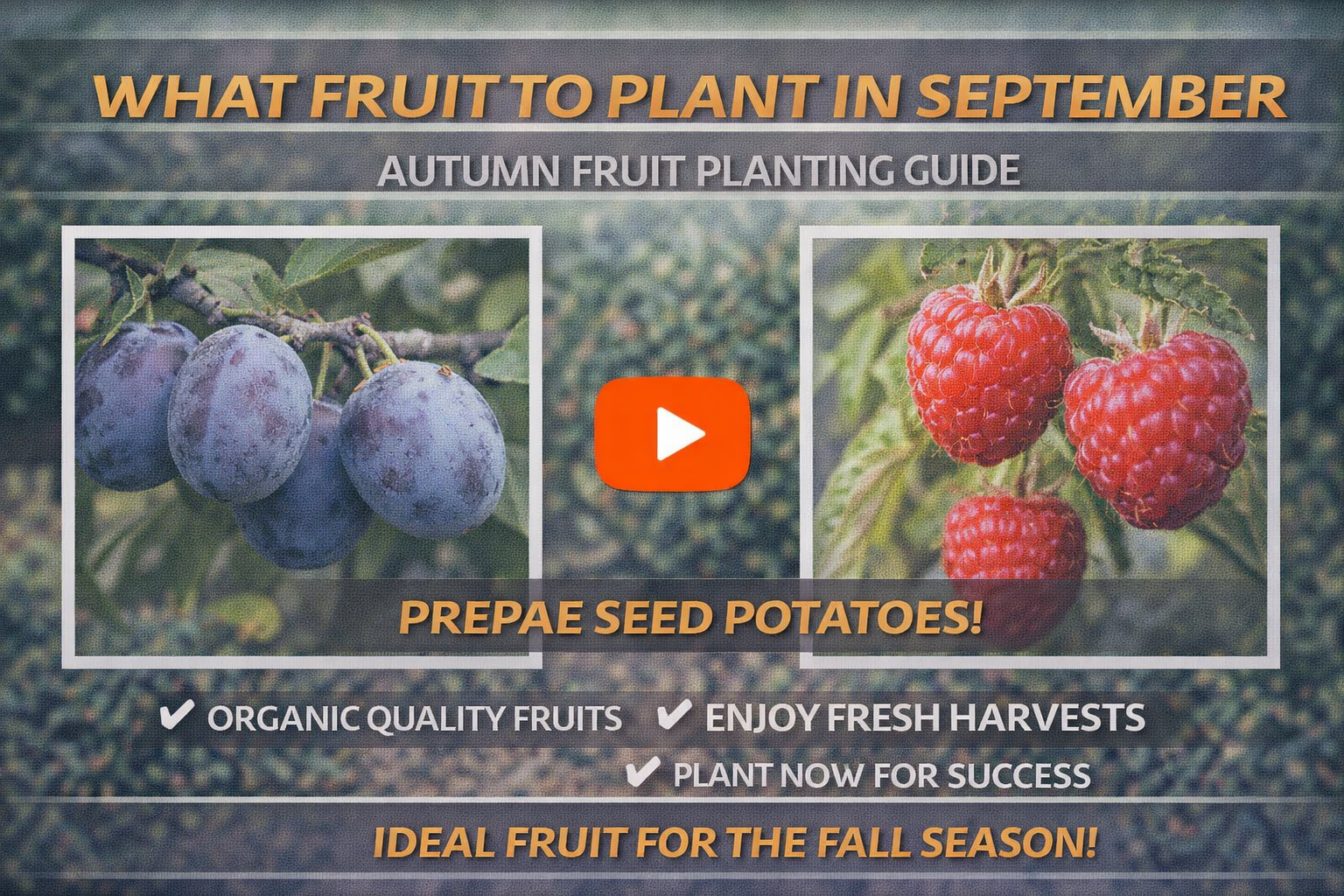 Video thumbnail for What Fruit to Plant in September | Autumn Fruit Planting Guide