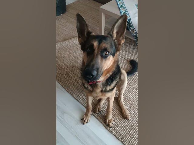 Video thumbnail for GSD 101 VID 20230926 090857