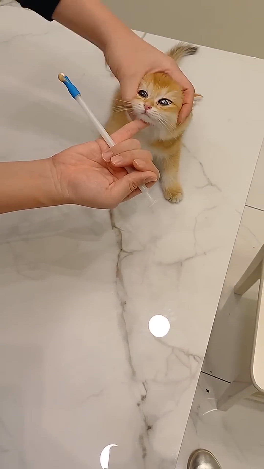 Video thumbnail for how to give a pills to a cat