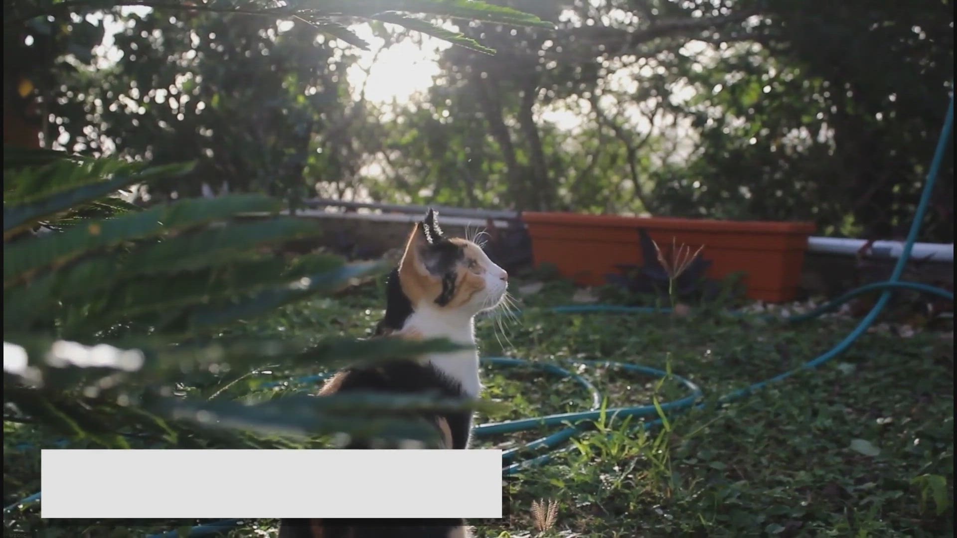 'Video thumbnail for Calico Ragdolls: The Ultimate Feline Rainbow!'
