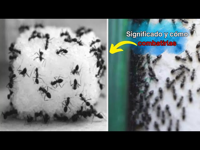 Video thumbnail for Hormigas en la casa: significado y cómo combatirlas
