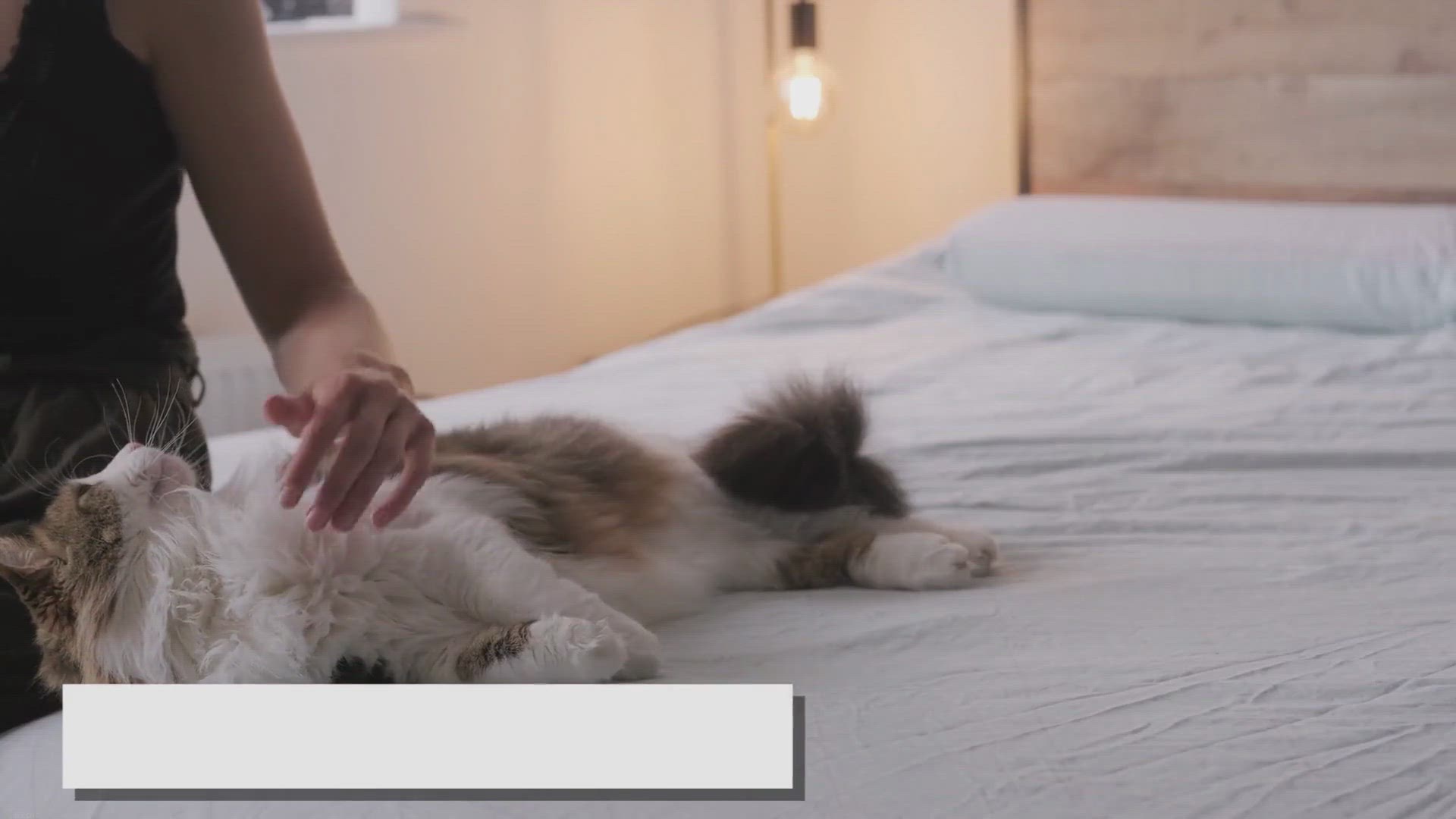 'Video thumbnail for Ragdoll Cat Allergies: Causes, Symptoms, and Treatment'