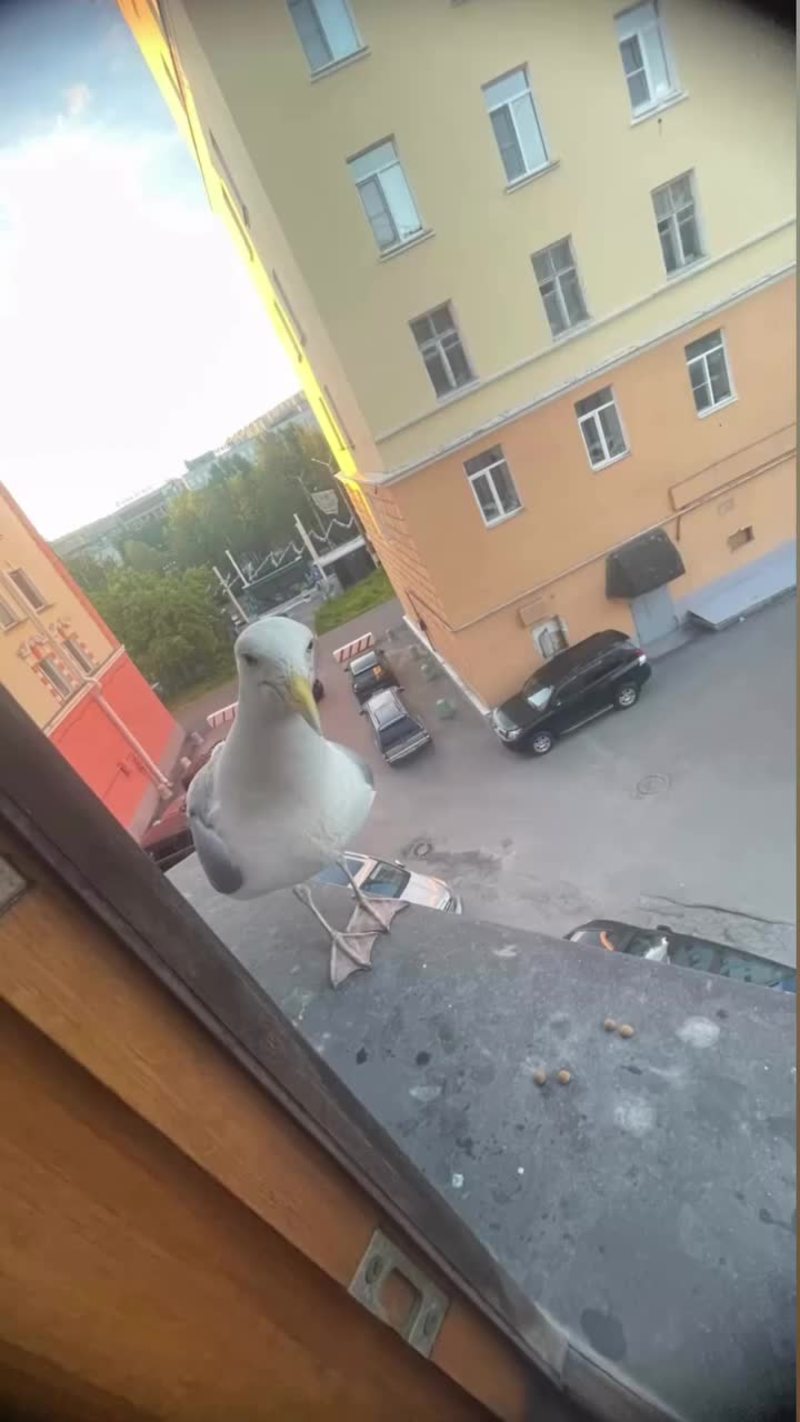 Video thumbnail for Cat Meets Hungry Seagull at the Window